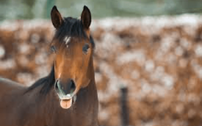 Lessen van het paard