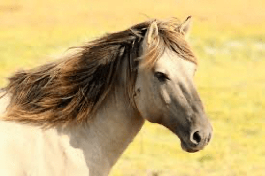 Paarden en emoties